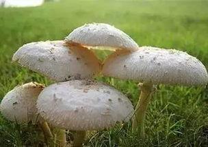 吃瓜网曝揭秘黑料蘑菇在线,蘑菇在线黑料事件始末