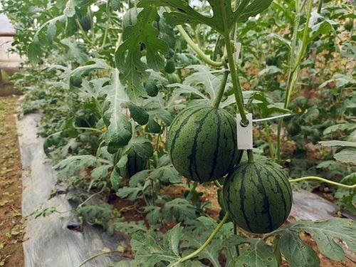 五一吃瓜今日吃瓜热门大瓜黑料