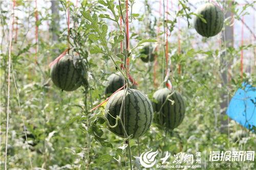 黑瓜吃料视频51吃瓜,揭秘娱乐圈幕后真相